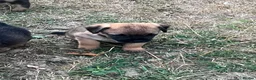 Border Terrier dogs for sale: KC registered Border Terrier Puppies in Dover - Advert 8