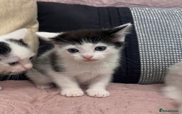 Ragdoll cats for sale: ✨ Three Gorgeous Long-Haired Ragdoll Mix Kittens ✨ - Image 7