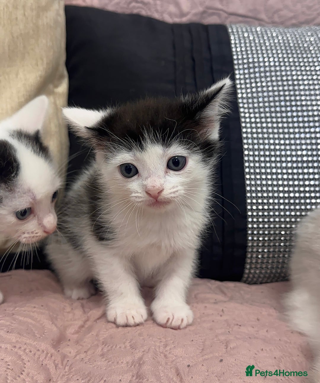 Ragdoll cats for sale: ✨ Three Gorgeous Long-Haired Ragdoll Mix Kittens ✨ - Image 7