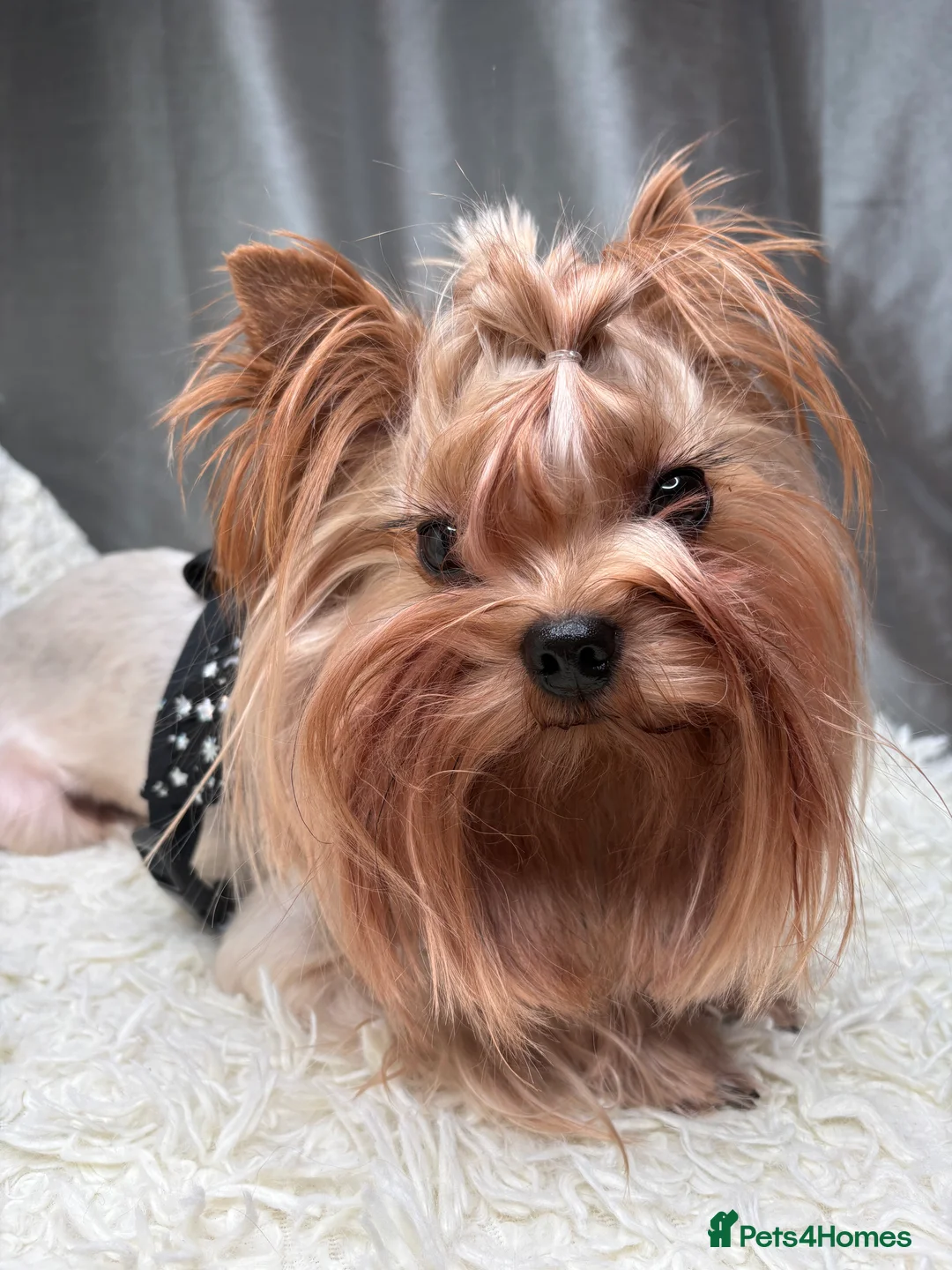 Yorkshire Terrier dogs for sale: Two Yorkshire Looking for Their Forever Homes 🐾 - Advert 2
