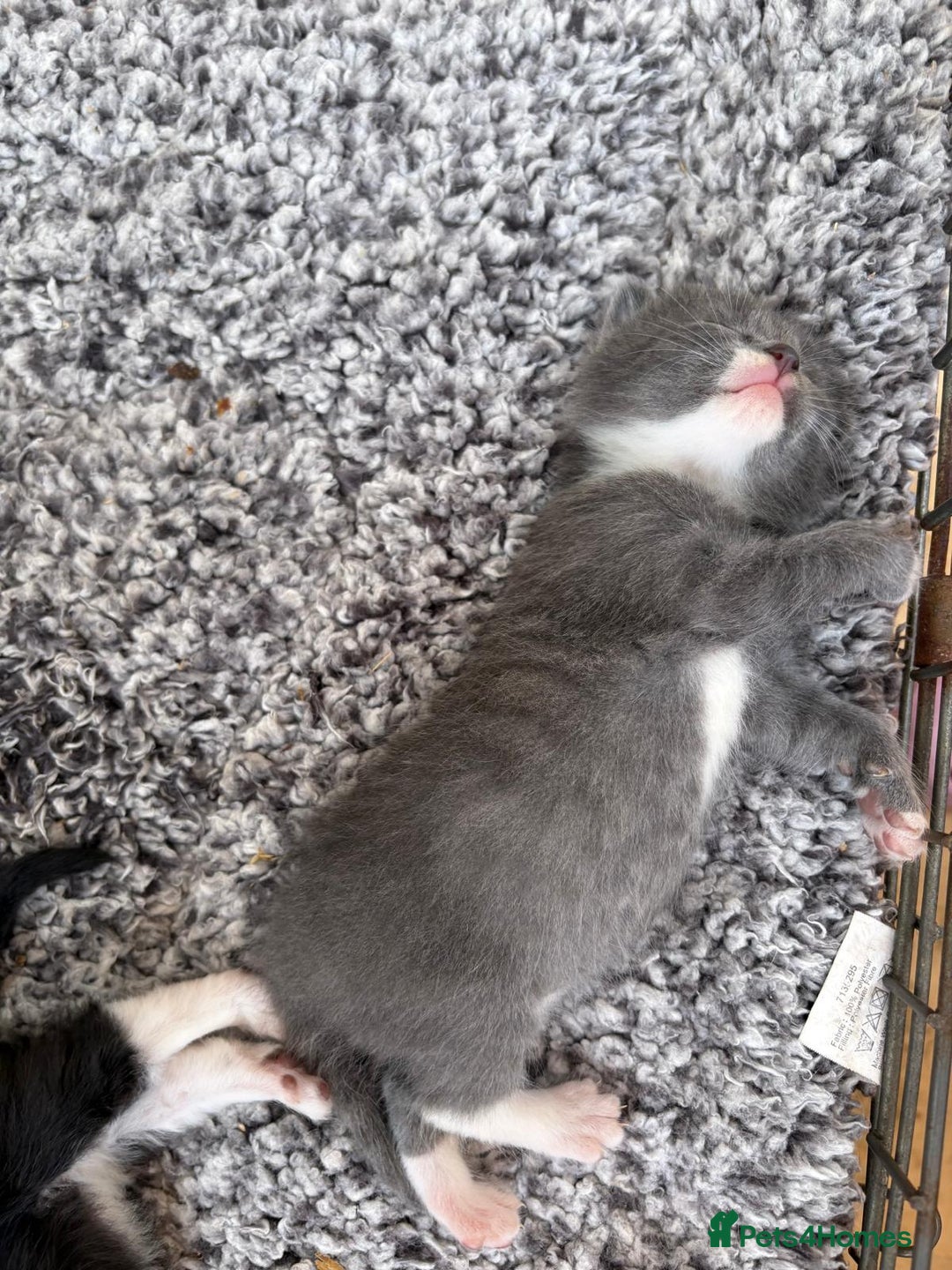 British Shorthair cats for sale: Gorgeous British Shorthair kittens! - Image 19