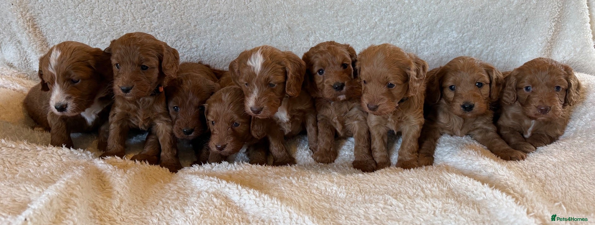 Cockapoo dogs Stunning Deep Red Cockapoos - Advert 1