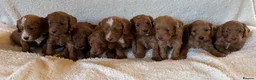 Cockapoo dogs for sale: Stunning Deep Red Cockapoos - Advert 1