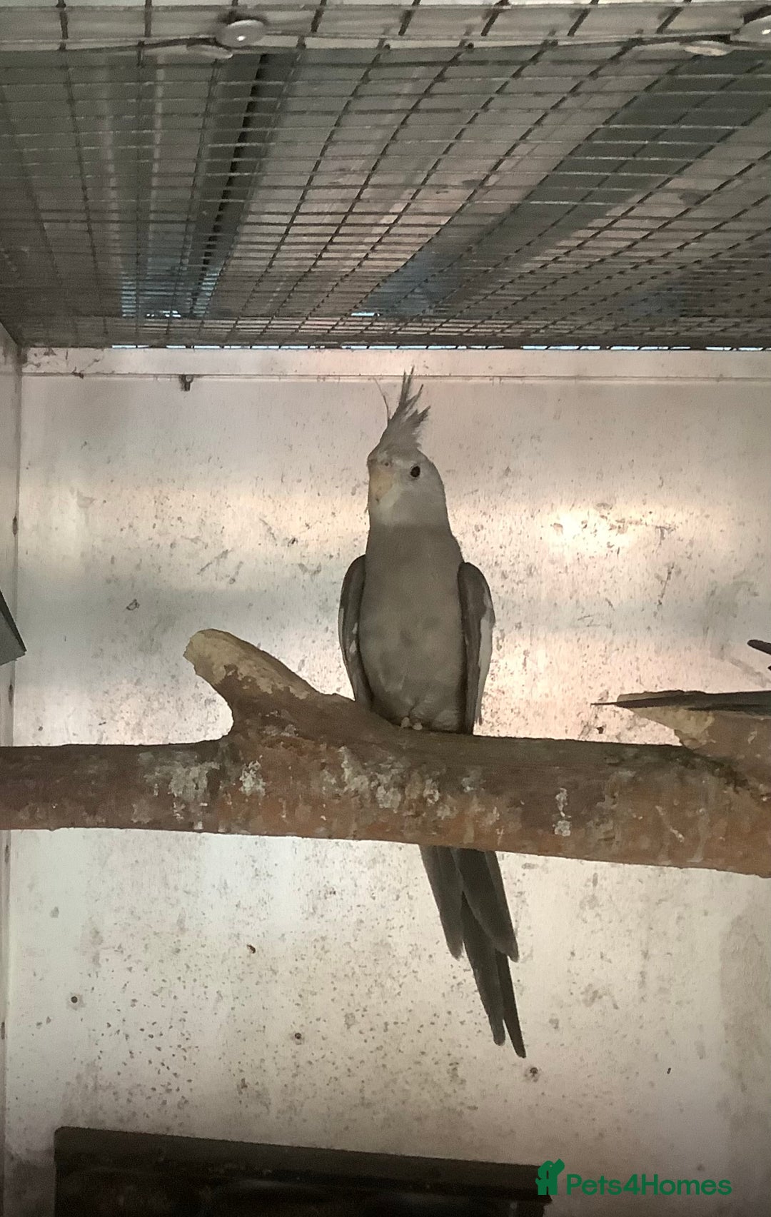 Budgerigars birds for sale: 2025 Young  Cockateils. - Advert 5