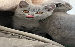 British Shorthair cats for sale: READY COLLECTION THIS WEEKEND! Bsh babies  - Image 24