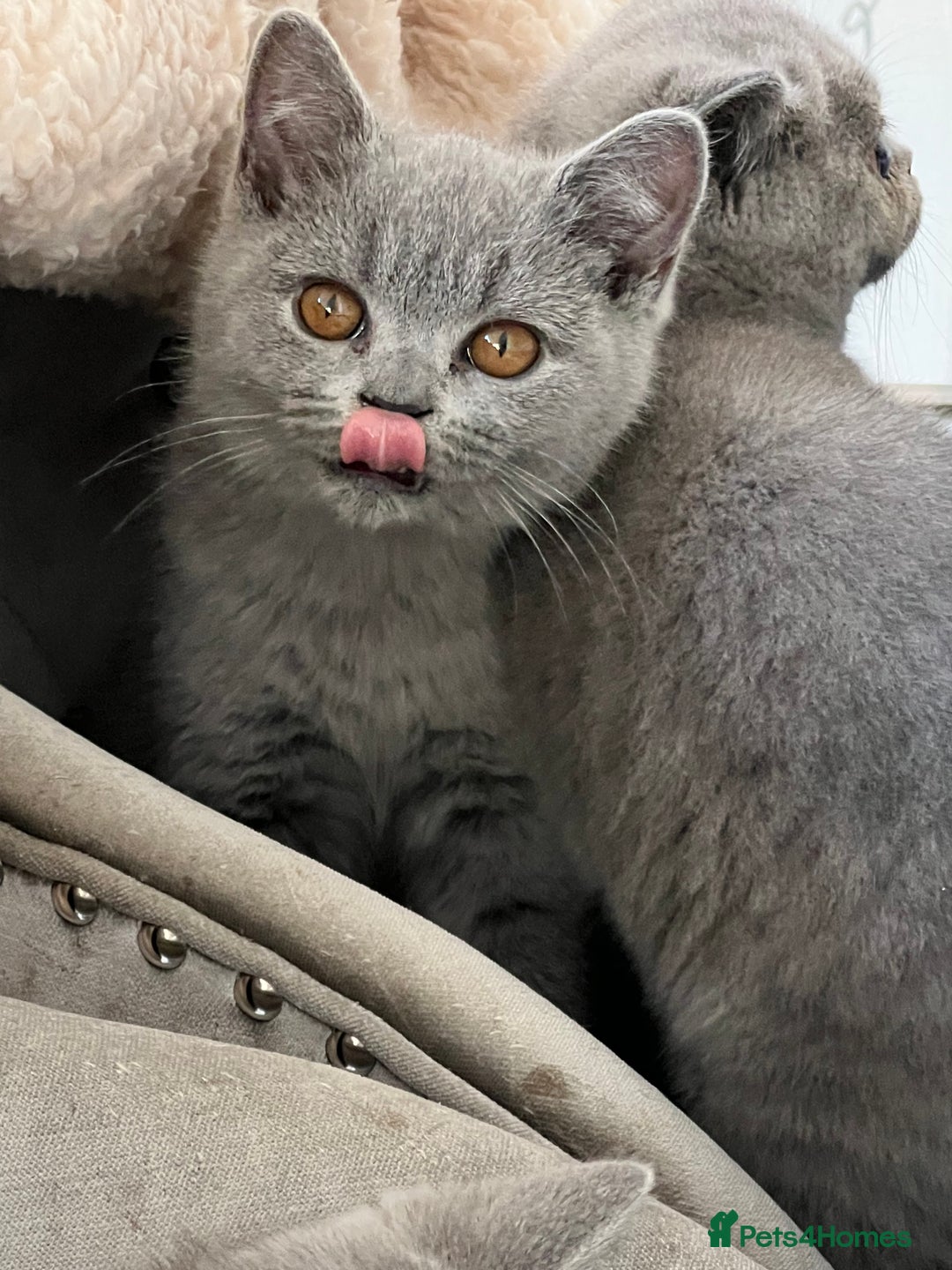British Shorthair cats for sale: READY COLLECTION THIS WEEKEND! Bsh babies  - Image 24