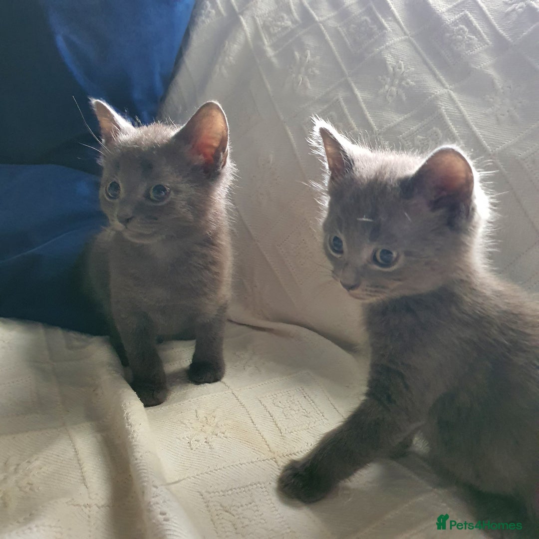 Russian Blue cats for sale: 6 pure grey kittens  - Image 8