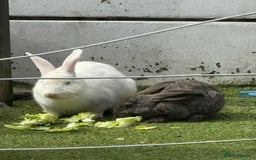 Continental Giant rabbits for sale: Continental Giant X New Zealand White Buck - Image 3