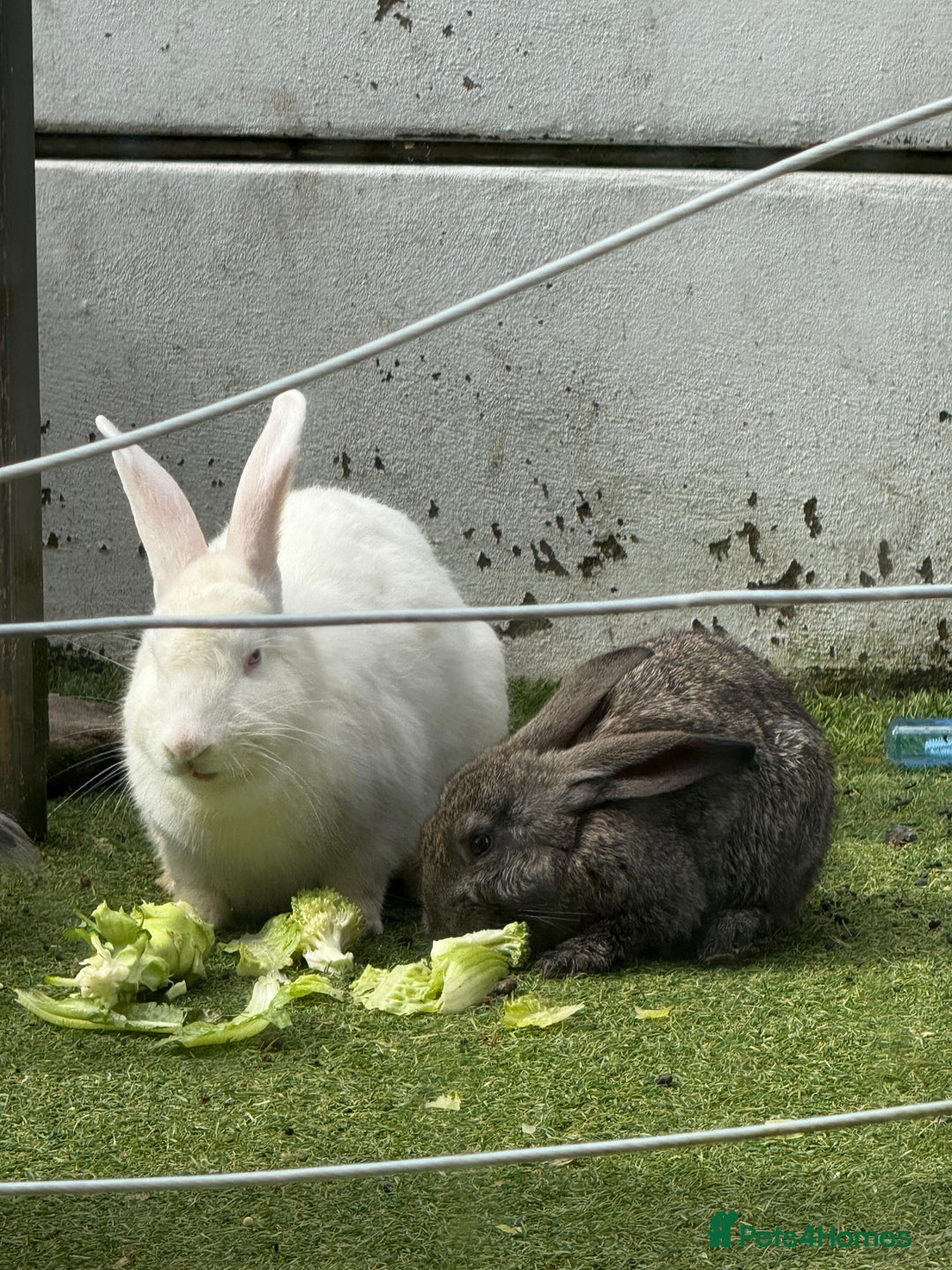 Continental Giant rabbits for sale: Continental Giant X New Zealand White Buck - Image 3