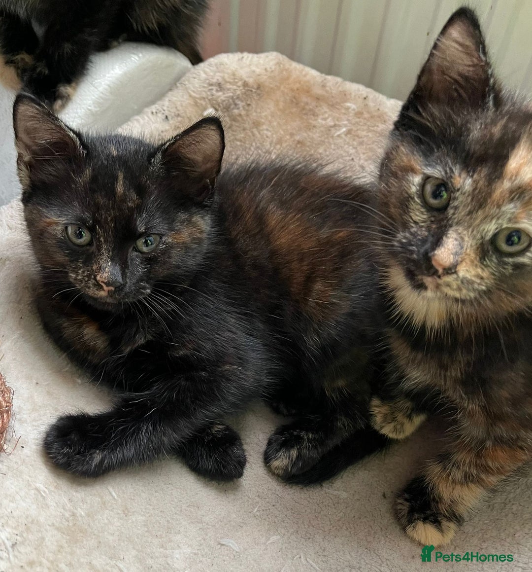 British Longhair cats for sale: 3 baby kittens house trained needing a new home - Image 2