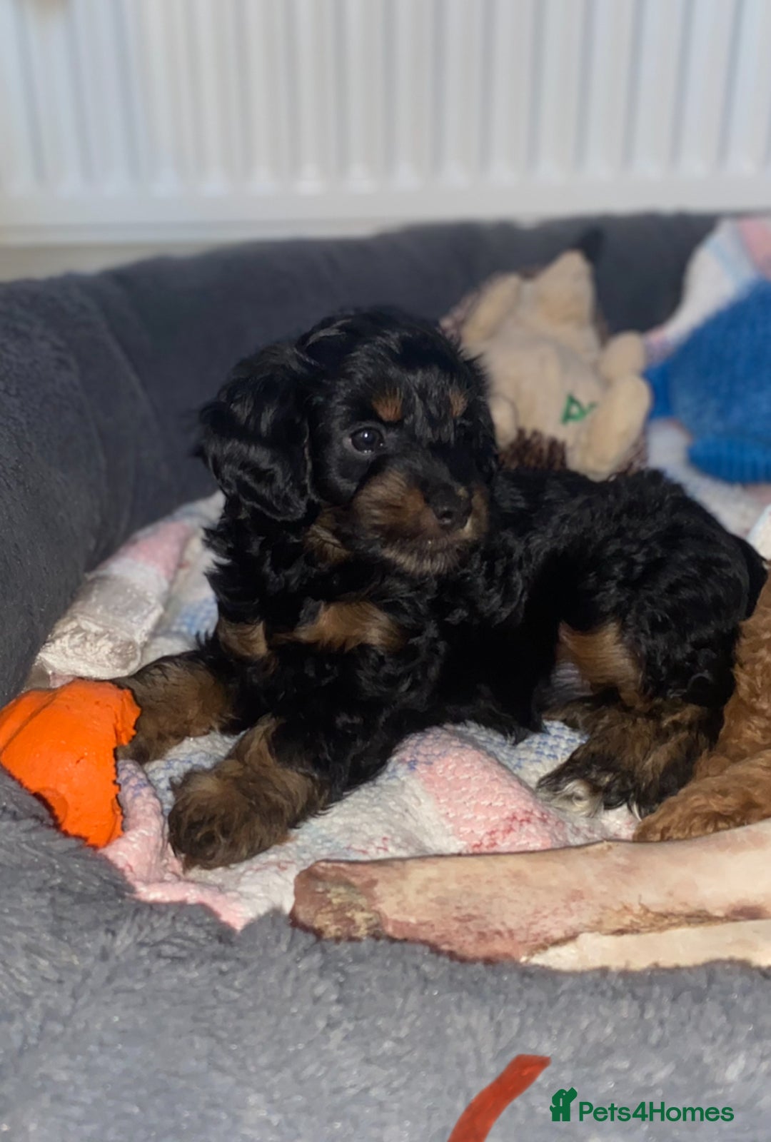 Cockapoo dogs for sale: ADD UPTO DATEREAD IN FULL  - Advert 28