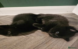 Mixed Breed cats for sale: 3 Adorable black beauties  - Image 6