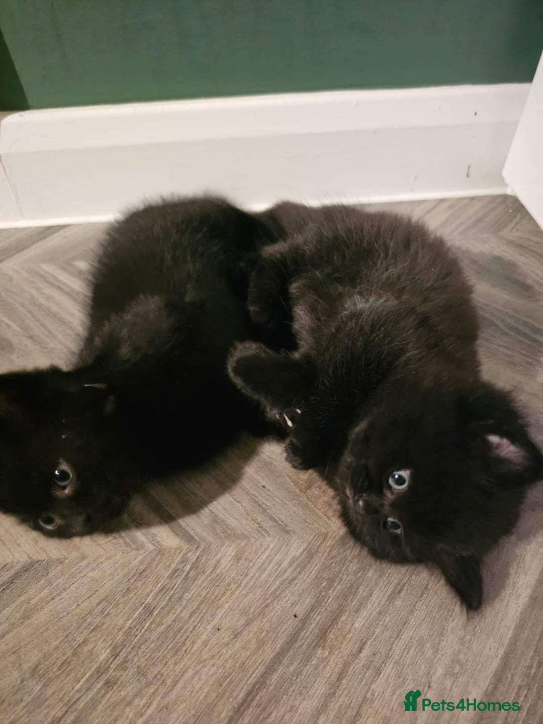 Mixed Breed cats for sale: 3 Adorable black beauties  - Image 6