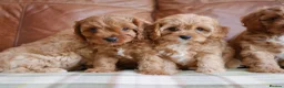 Cavapoo dogs for sale: Quality Health Tested F1 Toy Cavapoo Puppies - Advert 3