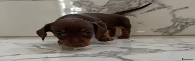 Miniature Dachshund 3