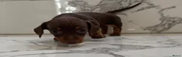 Miniature Dachshund dogs for sale: KC miniature dachshunds - Tiny. Sunning! - Advert 19