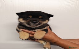 Japanese Shiba Inu dogs for sale: KC reg Japanese shiba inu puppies  - Image 4