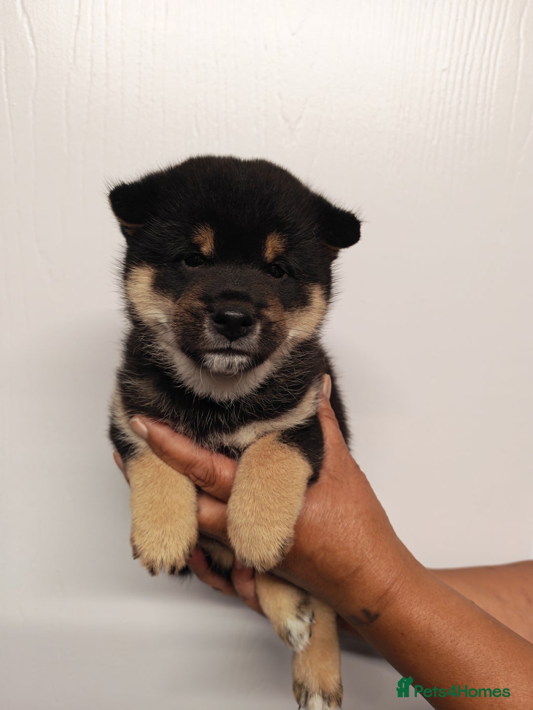 Japanese Shiba Inu dogs for sale: KC reg Japanese shiba inu puppies  - Image 4