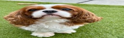 Cavalier King Charles Spaniel dogs for stud: KC Reg for STUD Health Tested Excellent Pedigrees  in Nottingham - Advert 14