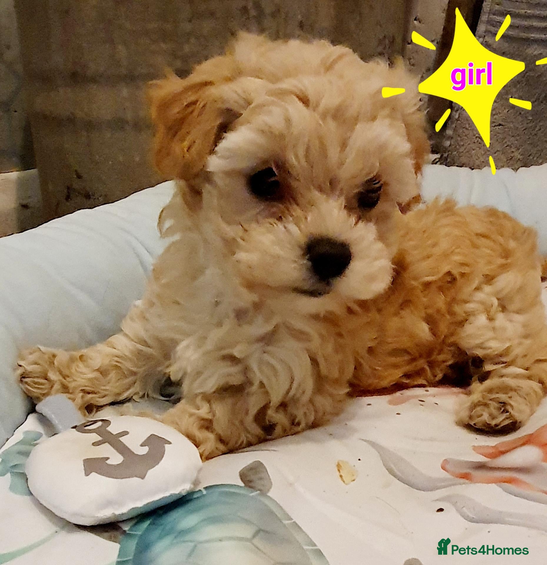 Maltipoo dogs for sale: Korean mulitpoo - Advert 1
