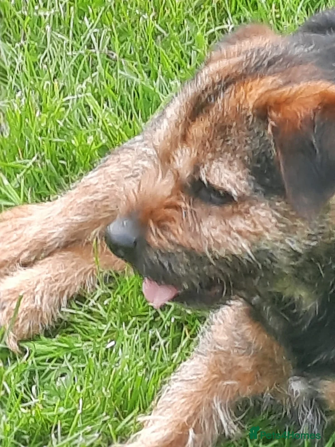 Border Terrier dogs for stud: border terrier in Chard - Advert 3