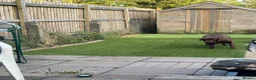 Borador dogs for sale: 3 borador puppies for sale. 2 female 1 male in Ebbw Vale - Advert 1