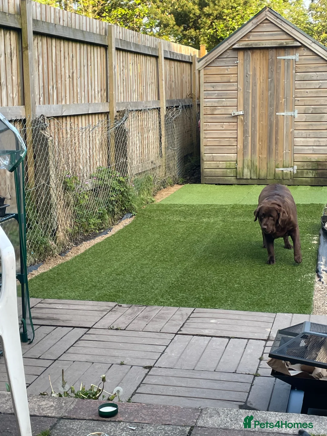 Borador dogs for sale: 3 borador puppies for sale. 2 female 1 male in Ebbw Vale - Advert 1
