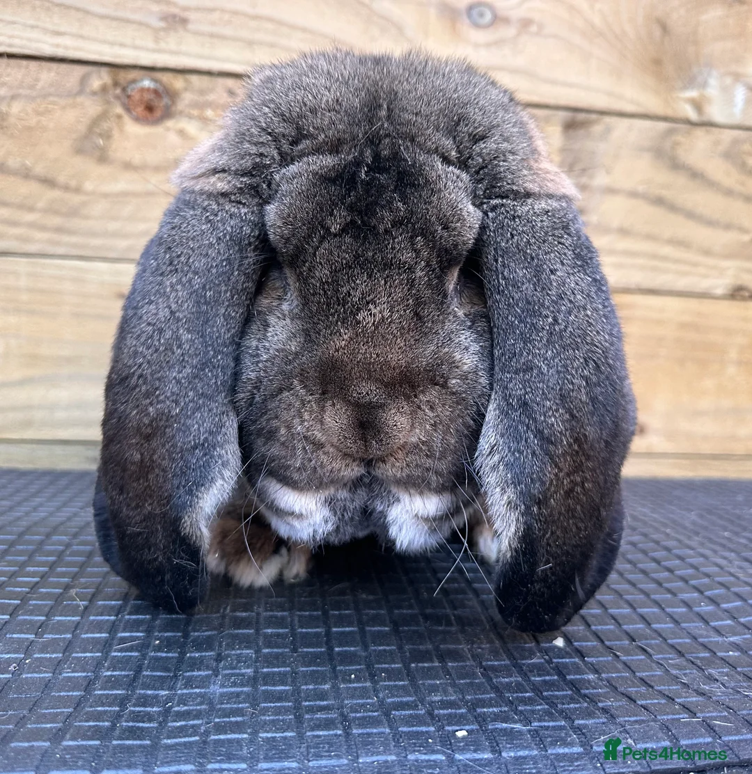 French Lop rabbits for sale: French lop - Advert 1