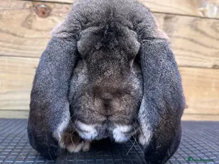 French Lop rabbits French lop - Advert 1