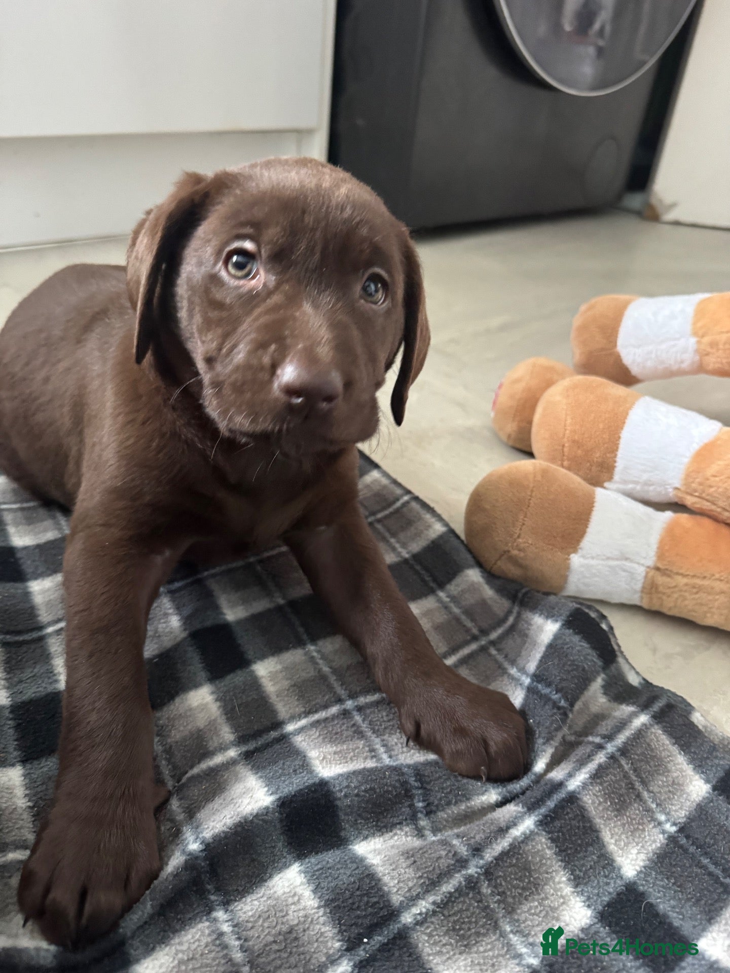 Labrador Retriever dogs Chunky chocolate Labrador puppies  - Advert 2