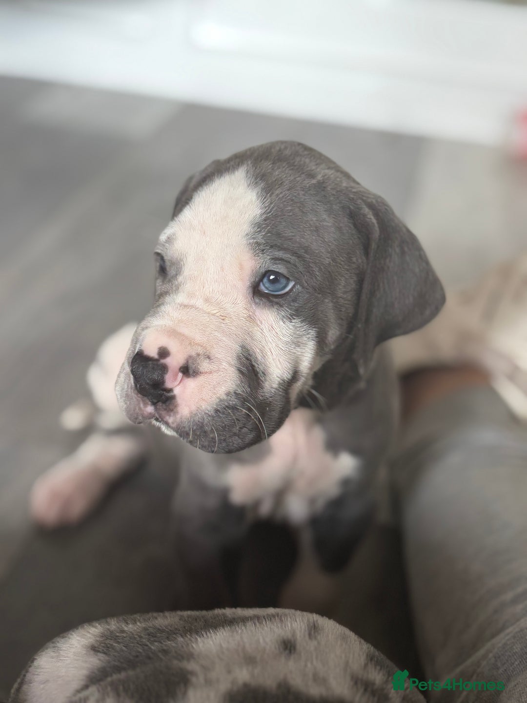 Great Dane dogs for sale: KC registered blue Great Dane puppies - Image 37
