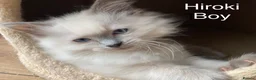 Ragdoll cats for sale: Beautiful GCCF Pedigree Ragdoll Kittens - Advert 9