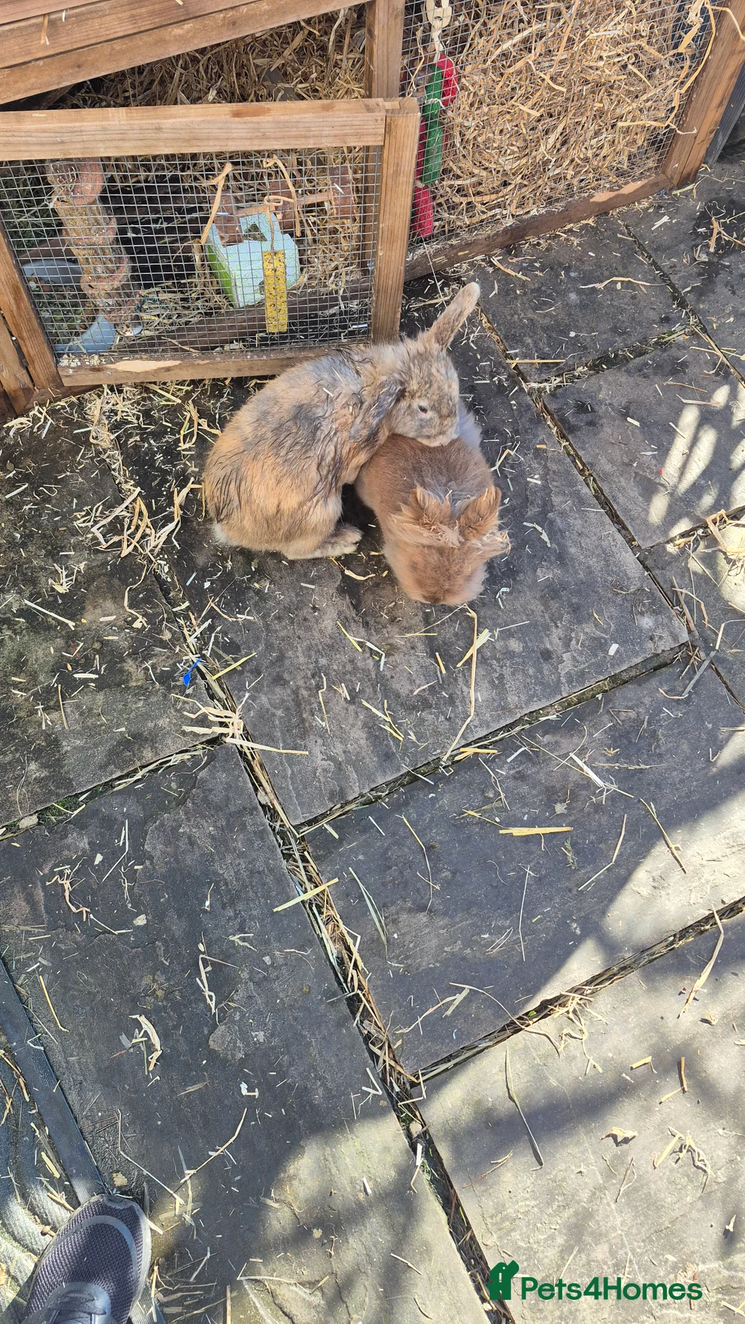 Mixed Breed rabbits for sale: Bonded pair of male rabbits - Advert 5