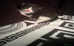 Mixed Breed cats for sale: Toxido kittens  - Image 12