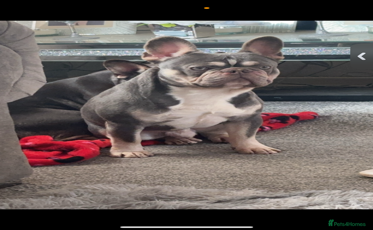 French Bulldog dogs - Advert 8