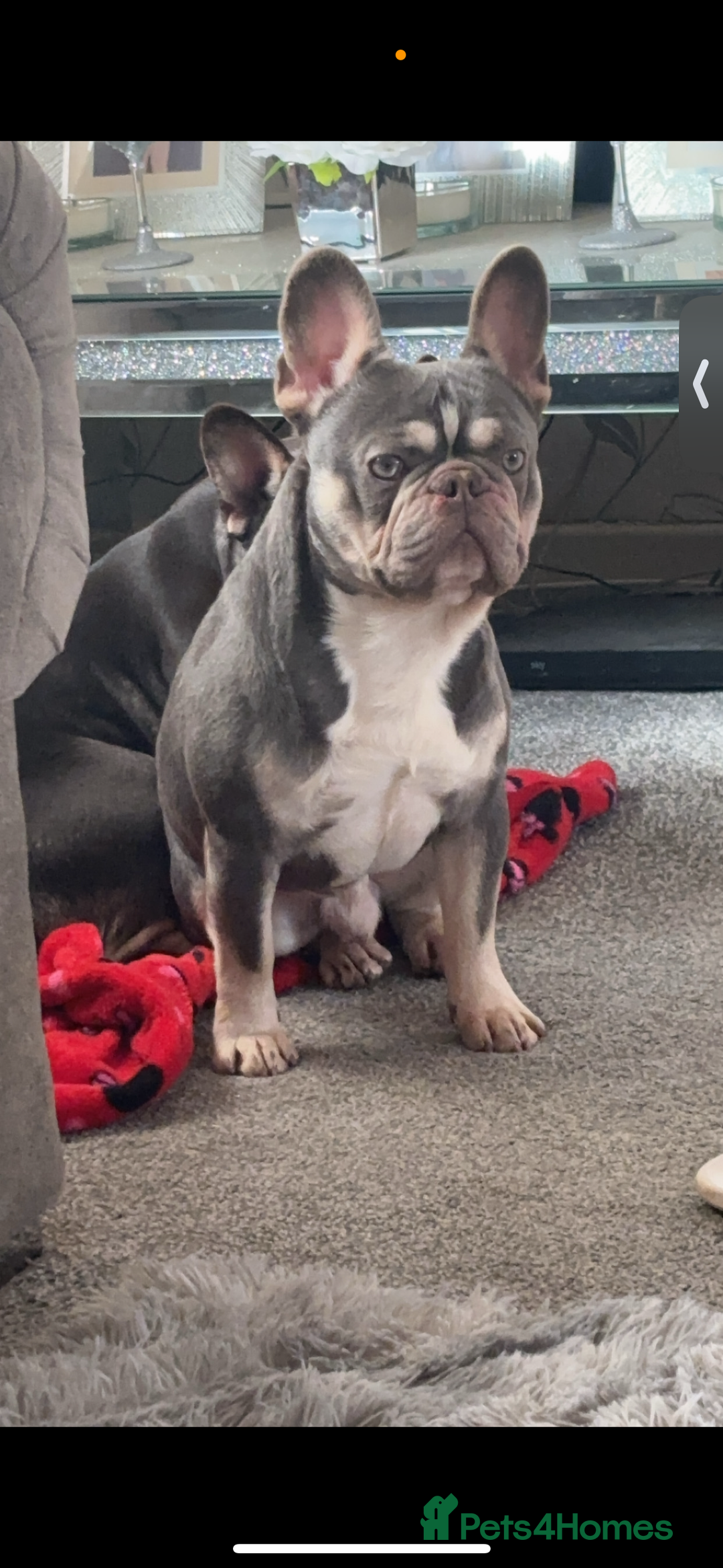 French Bulldog dogs for sale: Male Lilac tri French bulldog  - Image 1