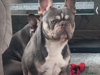 French Bulldog dogs - Advert 6