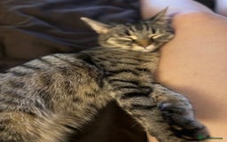 Domestic Shorthair cats for sale: Adorable, playful kitties ready for their homes - Image 15