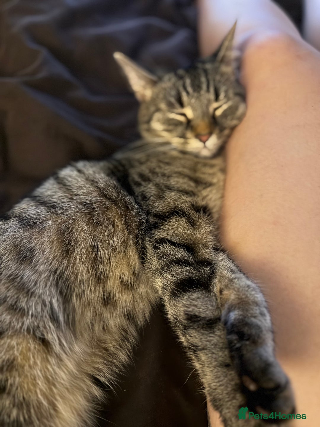 Domestic Shorthair cats for sale: Adorable, playful kitties ready for their homes - Image 15