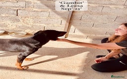 Mixed Breed dogs for adoption: Gambit, 5 yrs approx. Available for adoption. - Image 12