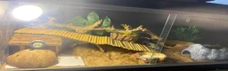 Leopard Gecko reptiles for sale: Albino Leopard Gecko in Penrith - Advert 4