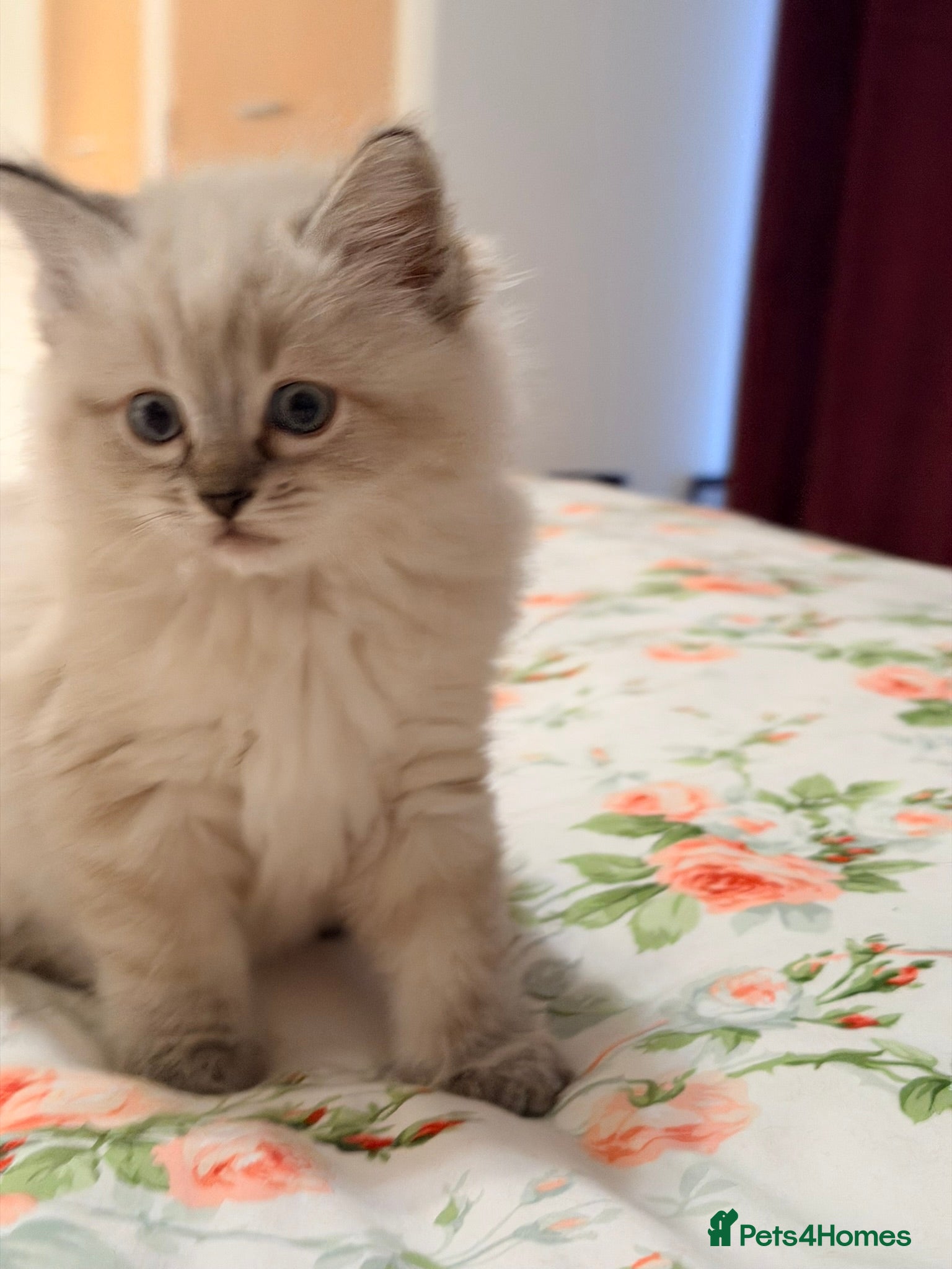 Ragdoll cats Purebred Ragdoll Kittens in Cardiff - Advert 15