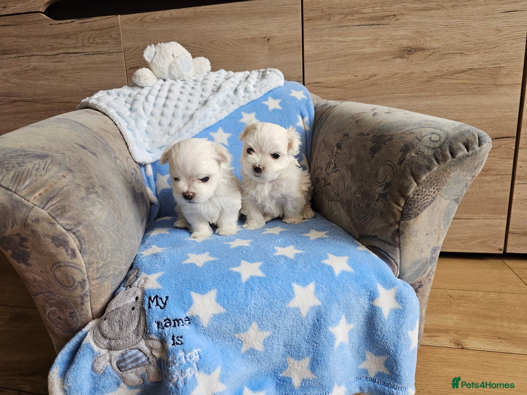 Maltese dogs for sale: KC Korean Maltese Terrier Puppies - Image 19