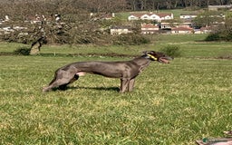 Whippet dogs for sale: 8 Week Old Whippet Puppies  - Advert 17