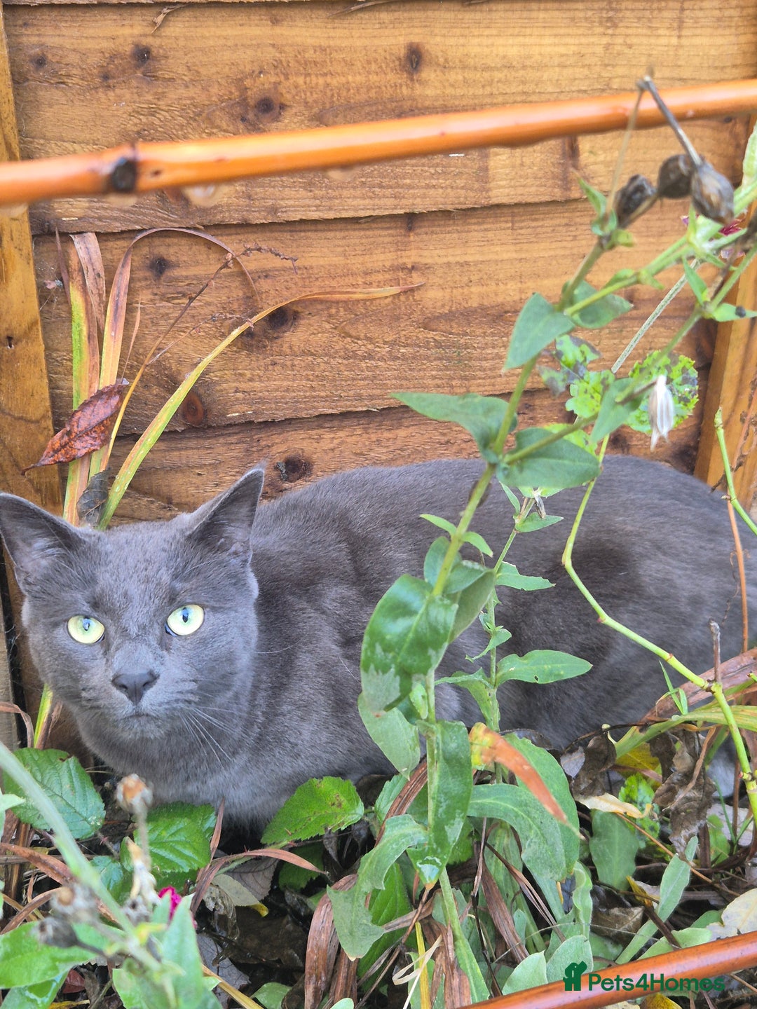 Mixed Breed cats for sale: Leo - Looking for a new home - Advert 3