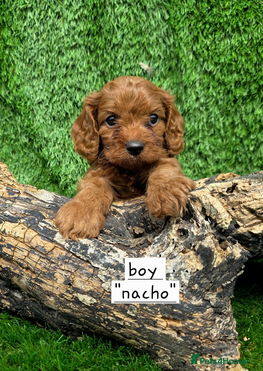 Cavapoo dogs for sale: TOY F1 RED CAVAPOOS extensivly dna clear. - Image 12