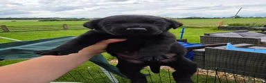 Labrador Retriever 1