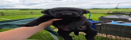 Labrador Retriever dogs for sale: Black and yellow labrador puppies - Advert 6