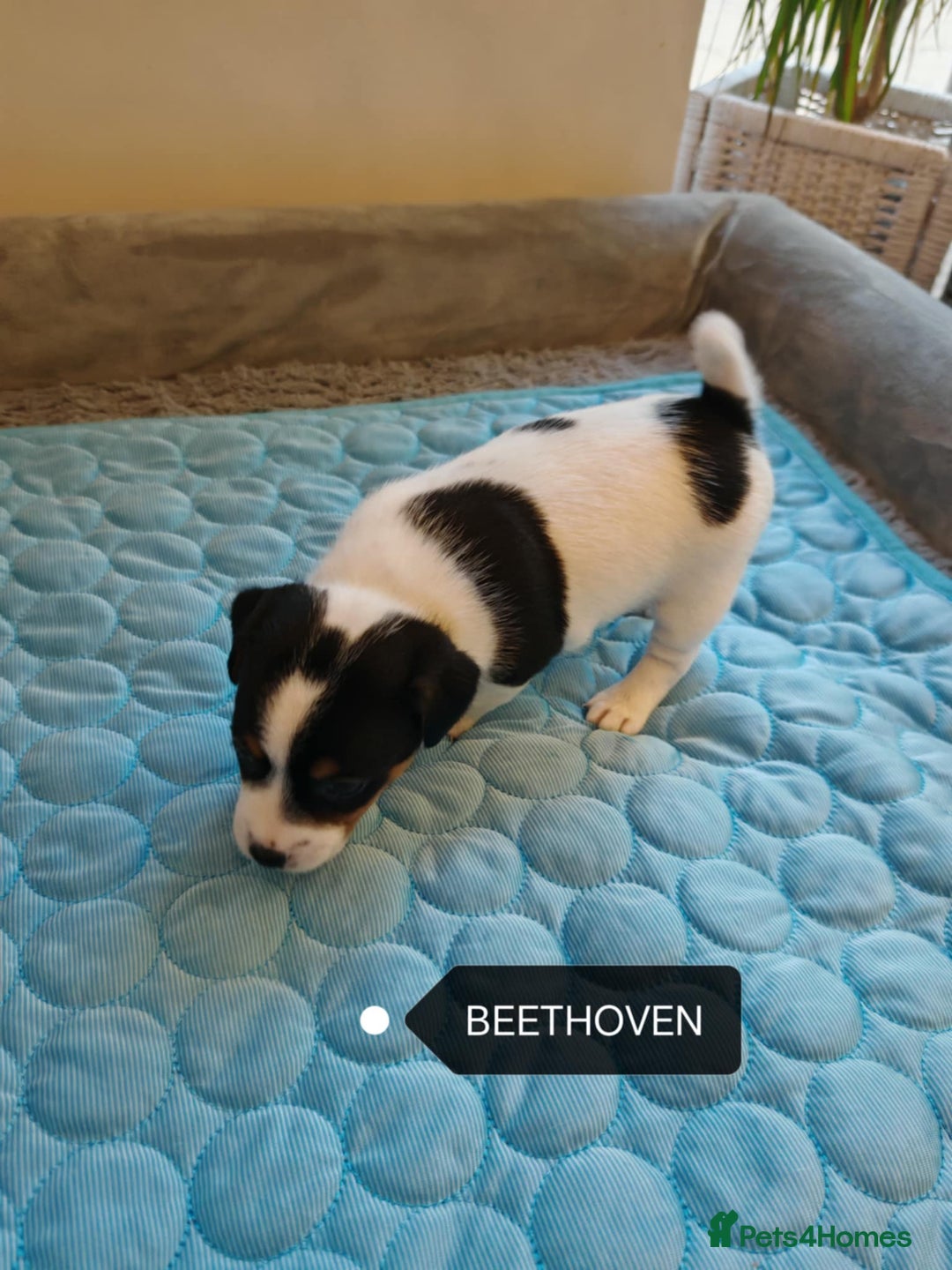 Jack Russell dogs for sale: Jack Russell puppies,Parents reg.Kennel club, - Image 20
