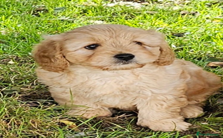 Mixed Breed dogs - Advert 4
